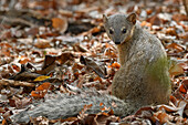 Malagasy Narrow-striped Mongoose (Mungotictis decemlineata), Kirindy Forest, Morondava, Madagascar