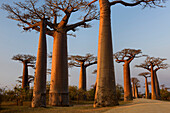 Grandidier's Baobab (Adansonia grandidieri) trees, Morondava, Madagascar