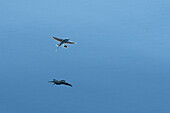 Flying Fish (Exocoetidae) gliding over ocean, Sarawak, Borneo, Malaysia