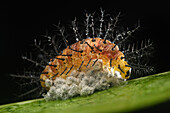 Nymphalid Butterfly (Cupha erymanthis) caterpillar standing guard over a clutch of parasitic wasp pupae that secreted hormones into the caterpillar to guard them after they had c the caterpillars insides, Mulu National Park, Sarawak, Borneo, Malaysia