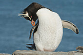 Rockhopper Penguin (Eudyptes chrysocome) preening, Falkland Islands