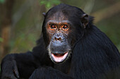 Eastern Chimpanzee (Pan troglodytes schweinfurthii) male, eighteen years old, Gombe National Park, Tanzania