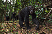 Eastern Chimpanzee (Pan troglodytes schweinfurthii) male, eighteen years old, followed by troop, Gombe National Park, Tanzania