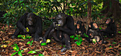 Eastern Chimpanzee (Pan troglodytes schweinfurthii) group feeding on mango fruit, Gombe National Park, Tanzania