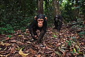 Eastern Chimpanzee (Pan troglodytes schweinfurthii) young male, three years old, being followed by his nineteen year old mother, Gombe National Park, Tanzania