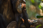 Eastern Chimpanzee (Pan troglodytes schweinfurthii) mother, fourteen years old, playing with three month old daughter, Gombe National Park, Tanzania