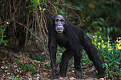 Eastern Chimpanzee (Pan troglodytes schweinfurthii) male, thirty-four years old, Gombe National Park, Tanzania