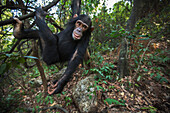 Eastern Chimpanzee (Pan troglodytes schweinfurthii) young female, five years old, swinging in tree, Gombe National Park, Tanzania