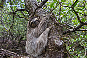 Pygmy Three-toed Sloth (Bradypus pygmaeus), Isla Escudo de Veraguas, Panama