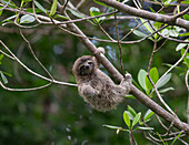 Pygmy Three-toed Sloth (Bradypus pygmaeus) four month old baby, Isla Escudo de Veraguas, Panama