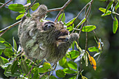 Pygmy Three-toed Sloth (Bradypus pygmaeus) mother and four month old young, Isla Escudo de Veraguas, Panama