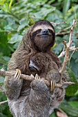 Pygmy Three-toed Sloth (Bradypus pygmaeus) mother and three month old young, Isla Escudo de Veraguas, Panama