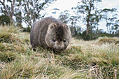 Common Wombat (Vombatus ursinus), Cradle Mountain-Lake Saint Clair National Park, Tasmania, Australia