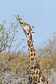 South African Giraffe (Giraffa giraffa giraffa) browsing, Sabi-sands Game Reserve, South Africa