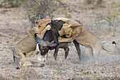 African Lion (Panthera leo) pride hunting Cape Buffalo (Syncerus caffer), Sabi-sands Game Reserve, South Africa. Sequence 3 of 6