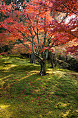 Japanese Maple (Acer palmatum) tree in fall, Kyoto, Japan