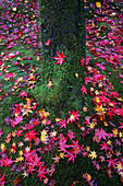 Japanese Maple (Acer palmatum) leaves in fall, Kyoto, Japan