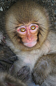 Japanese Macaque (Macaca fuscata) young, Jigokudani, Japan