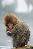 Japanese Macaque (Macaca fuscata) young at hot spring, Jigokudani, Japan