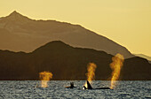 Orca (Orcinus orca) pod surfacing, Senja Fjord, Norway