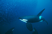 Orca (Orcinus orca) pod cooperatively hunting Atlantic Herring (Clupea harengus) school, Senja Fjord, Norway