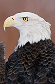 Bald Eagle (Haliaeetus leucocephalus), Howell Nature Center, Michigan