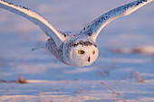 Snowy Owl (Nyctea scandiaca) hunting, northern Michigan