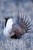 Sage Grouse (Centrocercus urophasianus) male in courtship display at lek, North Dakota