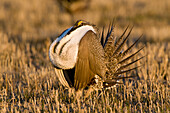 Sage Grouse (Centrocercus urophasianus) male in courtship display at lek, North Dakota