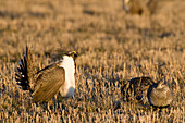 Sage Grouse (Centrocercus urophasianus) male courting females at lek, North Dakota