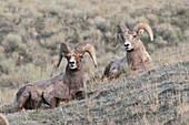 Bighorn Sheep (Ovis canadensis) rams, Yellowstone National Park, Wyoming