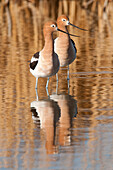 American Avocet (Recurvirostra americana) pair, J. Clark Salyer National Wildlife Refuge, North Dakota