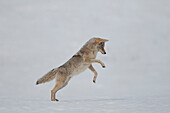 Coyote (Canis latrans) hunting in winter, Yellowstone National Park, Wyoming, sequence 1 of 5