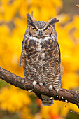 Great Horned Owl (Bubo virginianus), Howell Nature Center, Michigan