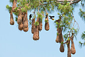 Chestnut-headed Oropendola (Psarocolius wagleri) pair at nests, Belize