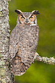 Great Horned Owl (Bubo virginianus), northern Michigan