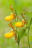 Small Yellow Lady's Slipper (Cypripedium parviflorum) flowers, northern Michigan