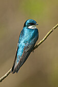 Tree Swallow (Tachycineta bicolor), Great Smoky Mountains National Park, North Carolina