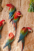 Scarlet Macaw (Ara macao) group at mineral lick, Tambopata National Reserve, Peru
