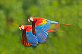 Scarlet Macaw (Ara macao) pair flying, Tambopata National Reserve, Peru