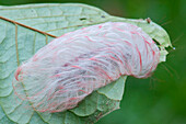 Flannel Moth (Megalopygidae) caterpillar, Tambopata National Reserve, Peru