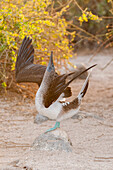 Blue-footed Booby (Sula nebouxii) in courtship display, Galapagos Islands, Ecuador