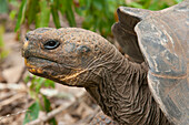 Galapagos Giant Tortoise (Geochelone nigra), Galapagos Islands, Ecuador