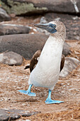 Blue-footed Booby (Sula nebouxii) in courtship display, Galapagos Islands, Ecuador