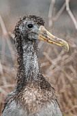 Waved Albatross (Phoebastria irrorata) chick, Galapagos Islands, Ecuador