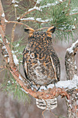 Great Horned Owl (Bubo virginianus) with head turned around, Howell Nature Center, Michigan. Sequence 2 of 2