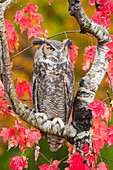 Great Horned Owl (Bubo virginianus), Howell Nature Center, Michigan