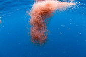 Krill (Thysanoessa spinifera) group, Coronado Islands, Baja California, Mexico