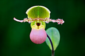Orchid (Paphiopedilum sp)flower, Germany