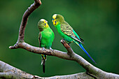 Budgerigar (Melopsittacus undulatus) pair, native to Australia